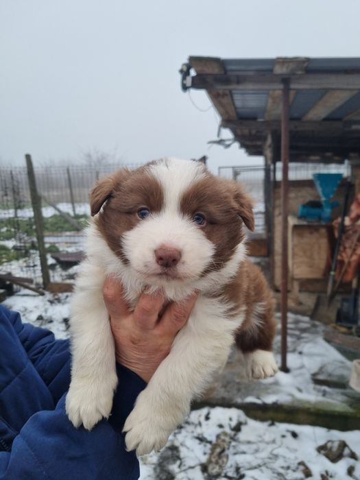 Vând mascul Border Collie