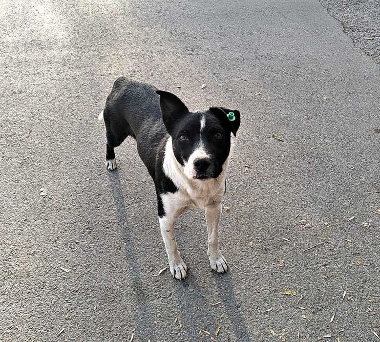 Пёсик в добрые руки