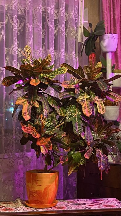 Продам шикарнейший Кодиеум (кротон)