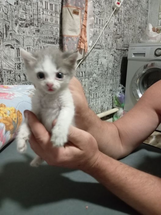 Бесплатно котята