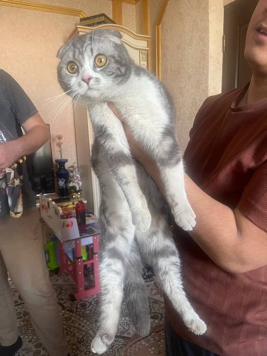 Шиншилла кот черно- белое