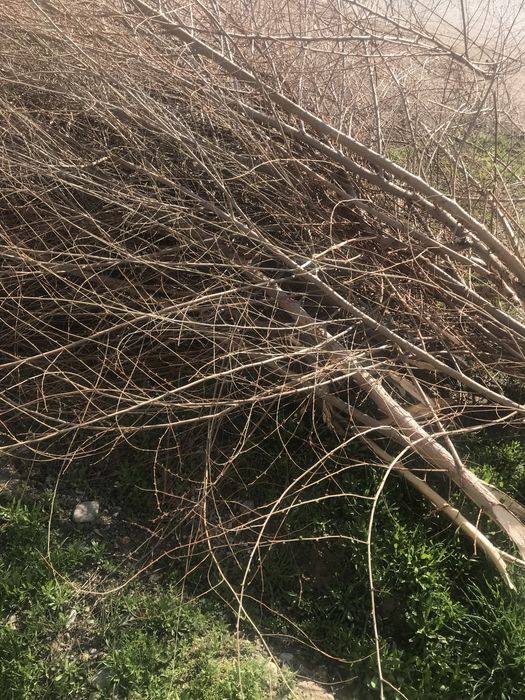 Дерево бесплатно