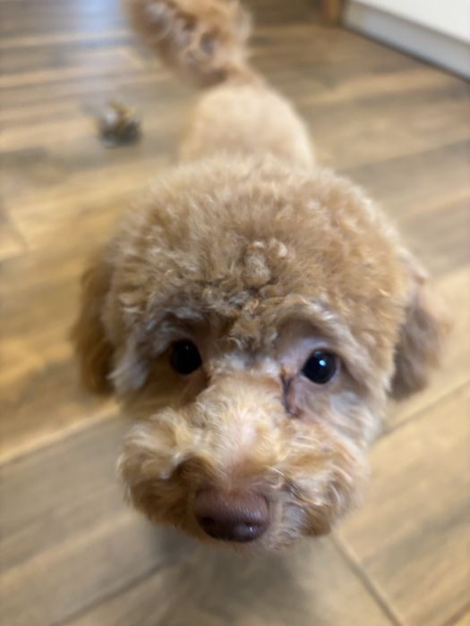 Момиче Той пудел-мършляк