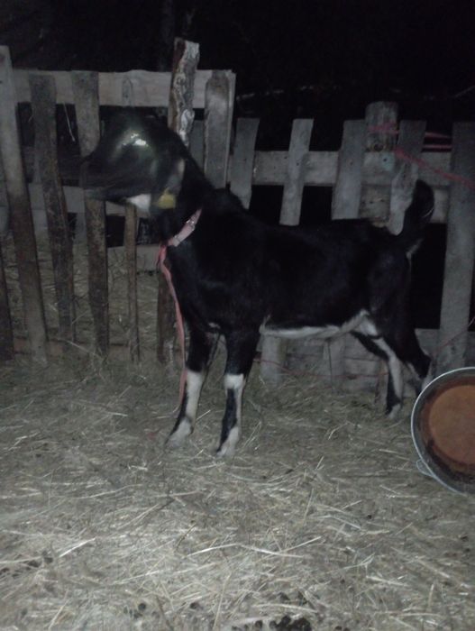 Продам англо-нубийского козла