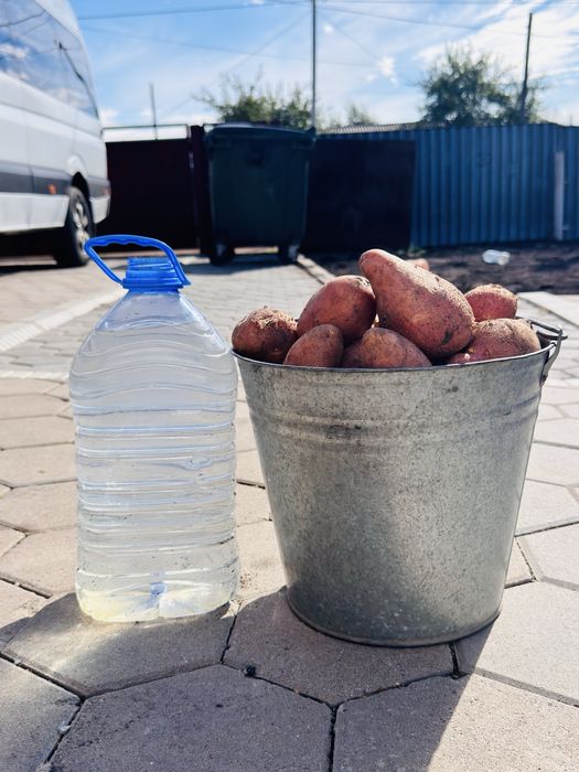 Продам ведро свежей картошки