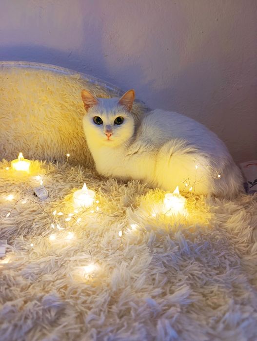 Кошечка в добрые руки