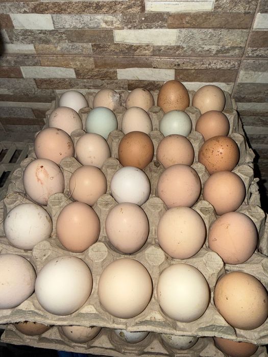 Vând ouă de găină