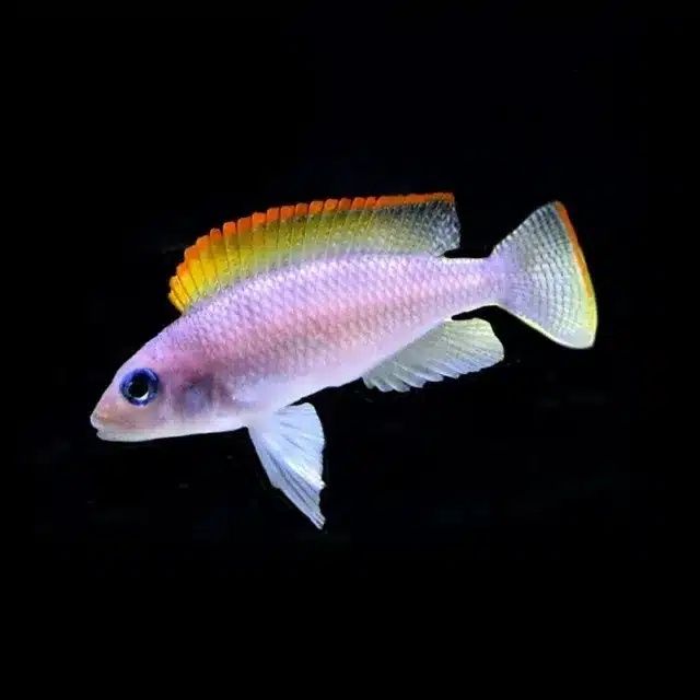 Tanganika : Julidochromis transcriptus