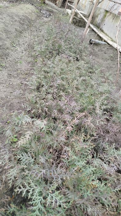 Tuya archa koʻchatlari