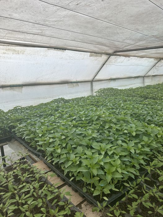 Rasaduri calitatea1 (priducator local)