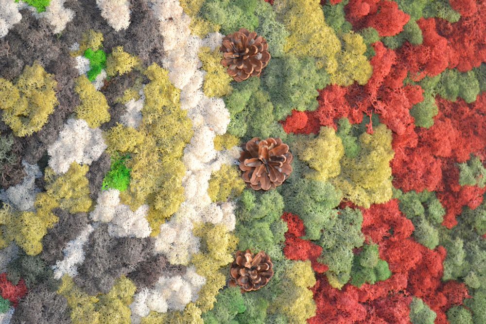 ПАНО със Скандинавски МЪХ