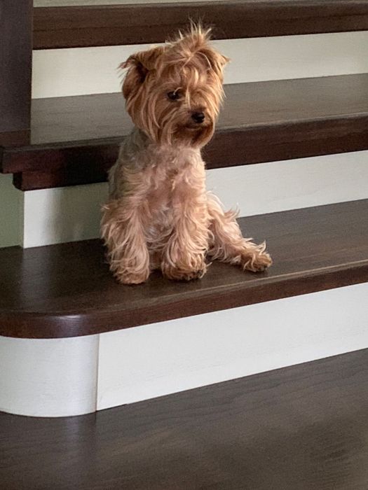 Пропала собака , йорк девочка