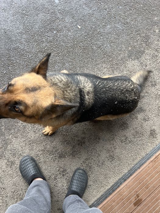 Немцкая овчарка девочка на вязку