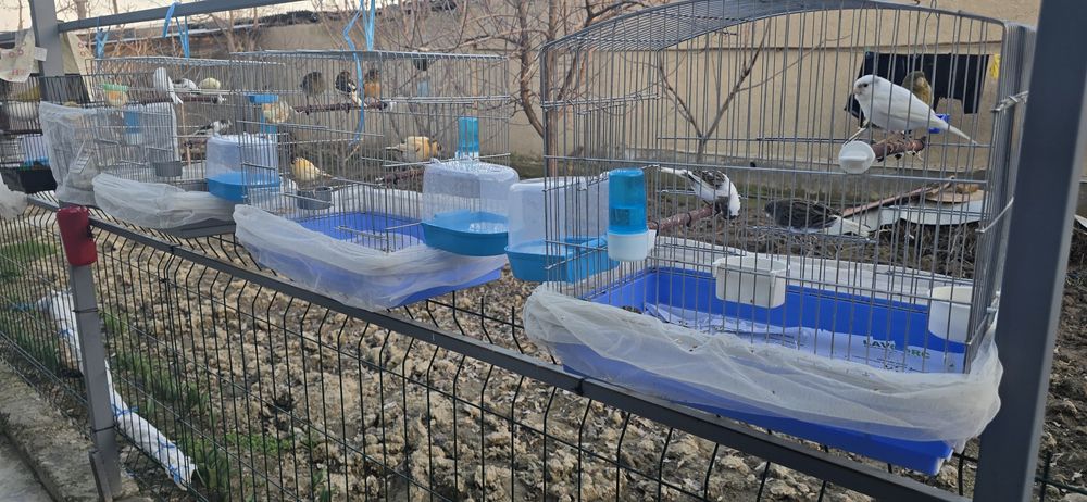 Канарейка сотилади