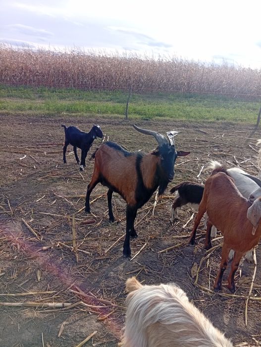Vând țap alpin francez