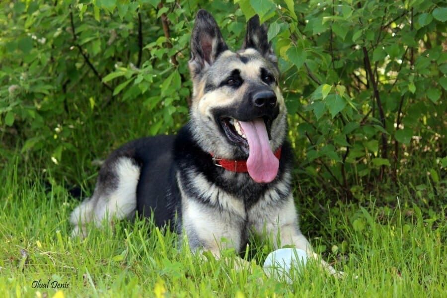 Ветеринар хирург на выезд