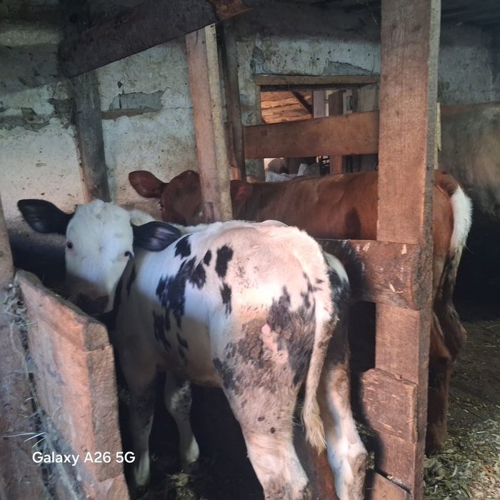 Vând un vițel și 3 vitele