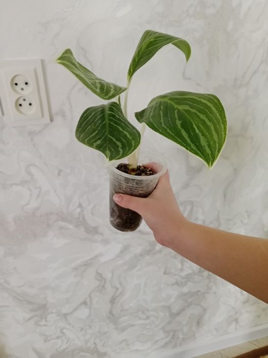 Продам цветы 3500/2500