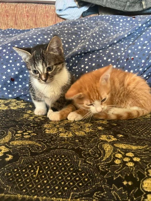 Ofer pisicuțe cuminți