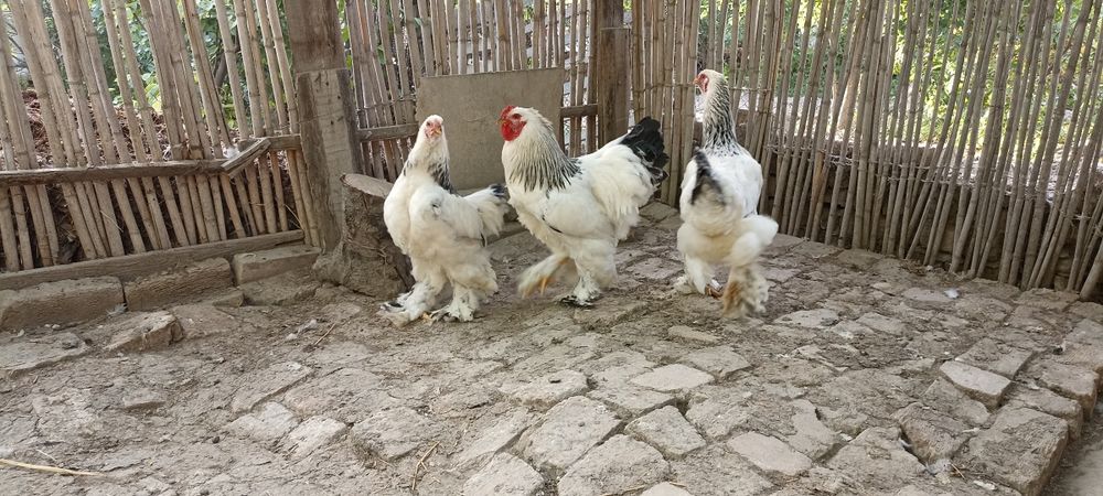 Брама тухум сотилади