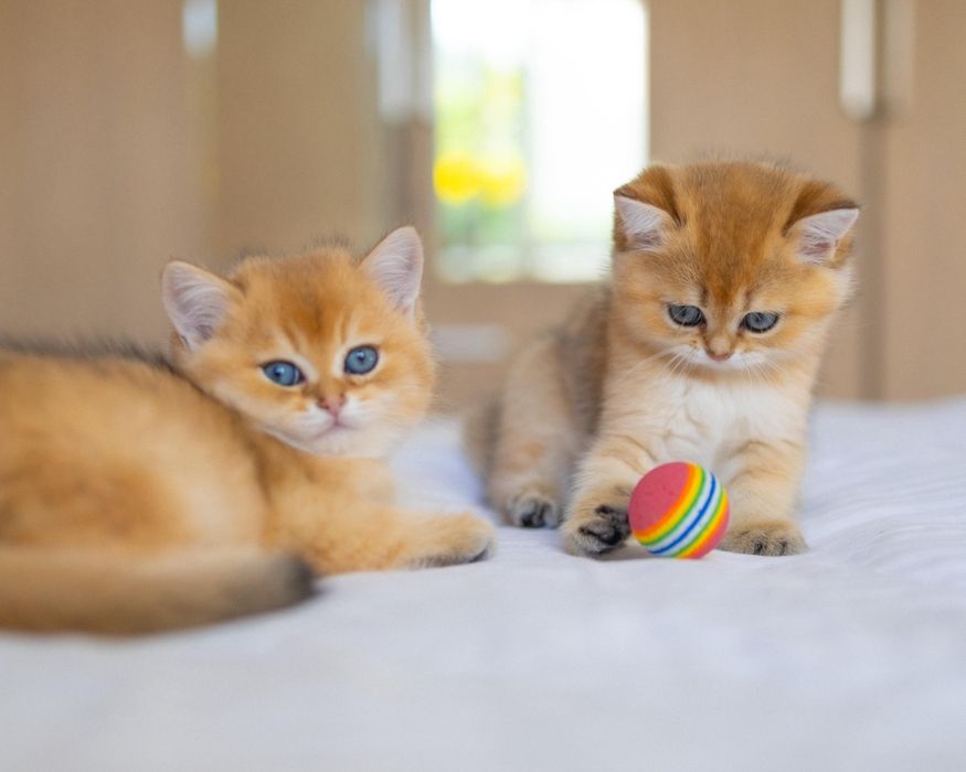 Элитные золотые котята