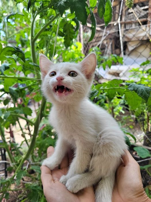 Отдам котят в добрые руки