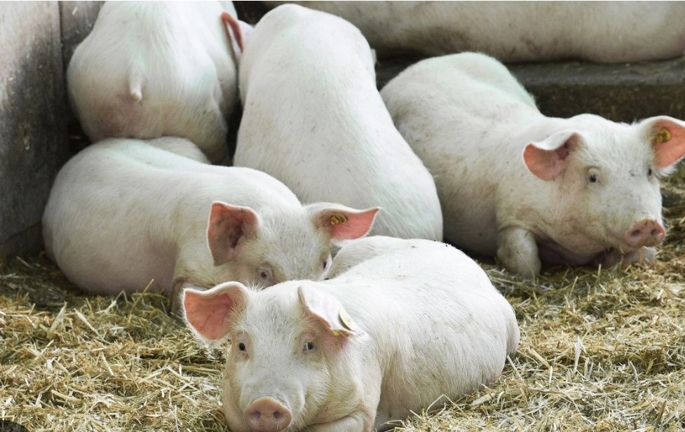 Поросята породы ландрас