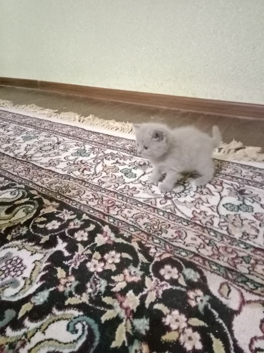 Котенок скотиш фолд