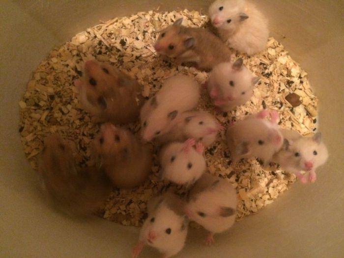 Хомяки домашние !