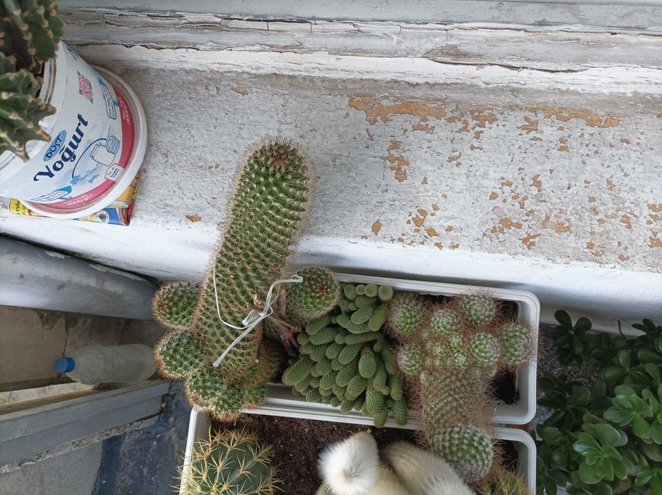 Продавам кактуси, нолина