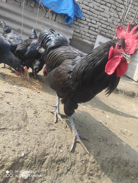 Qora shahzoda. Tuxum