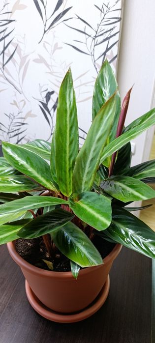 Продам строманту