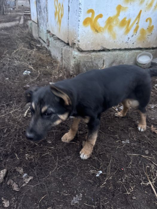 Щенка мальчика в добрые руки