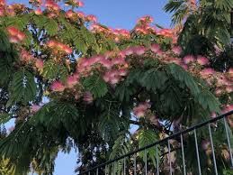 Vand puieti de pini la ghiveci  și  arbori de mătase la ghiveci