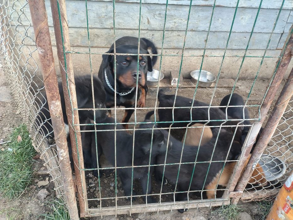 Donez 2 cățelușe rasa Ciobanesc ,cu  Rotvailer