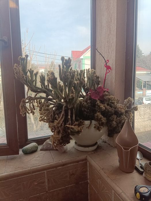 Продам срочно огромный кактус