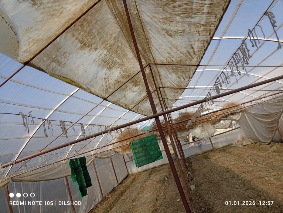 Parnik sotiladi 5 sutik