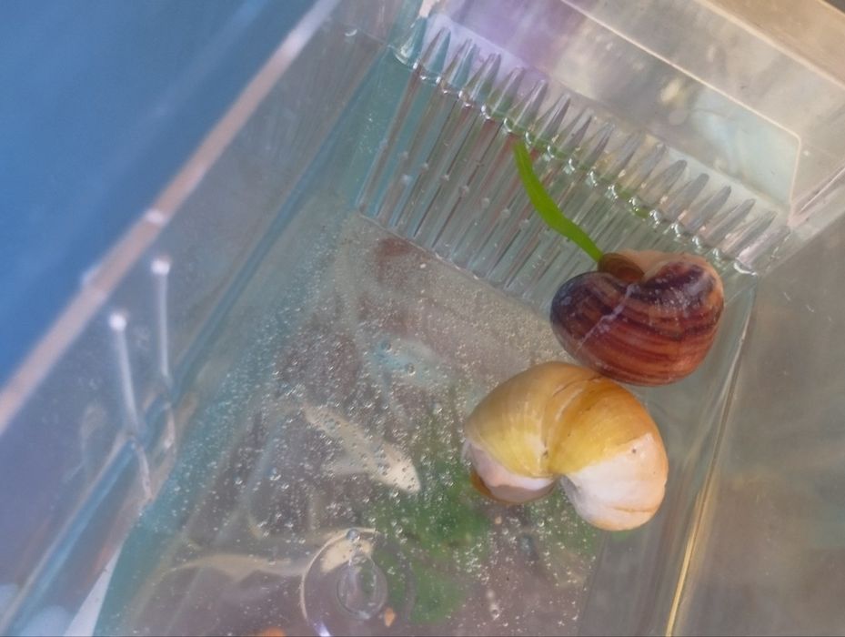 akvarium uchun ulitka sotiladi