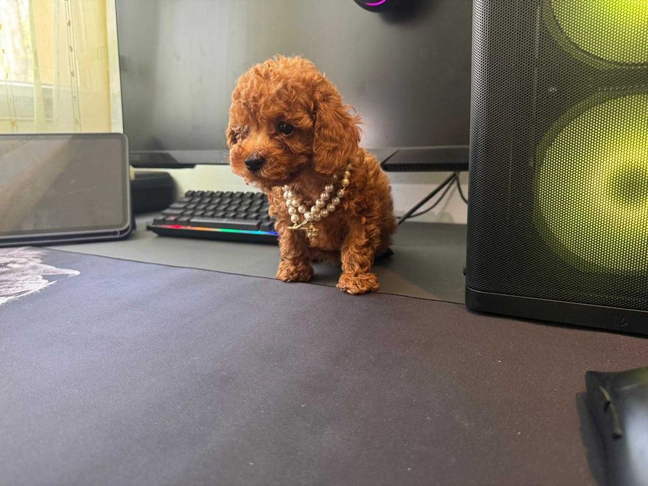 Fetita Poodle, Pudel, Canis, Barboni, Caniche Toy red 2 luni, ideala pentru familie