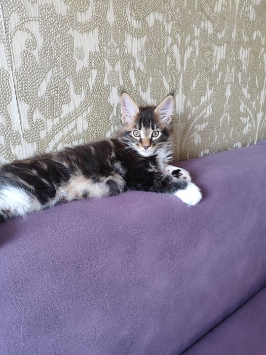 Котенок мейнкун продается в добрые руки