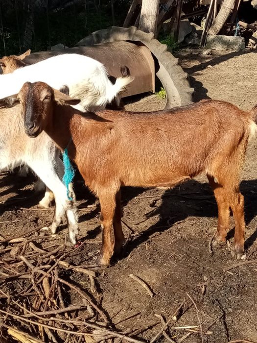 Vând capra cu ieduță