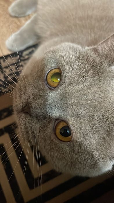 Британская кошка