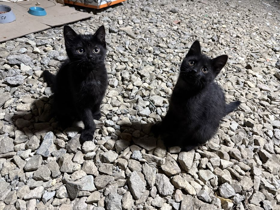 Котятам нужен дом