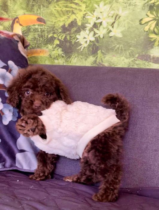 Мини пудел - пудел