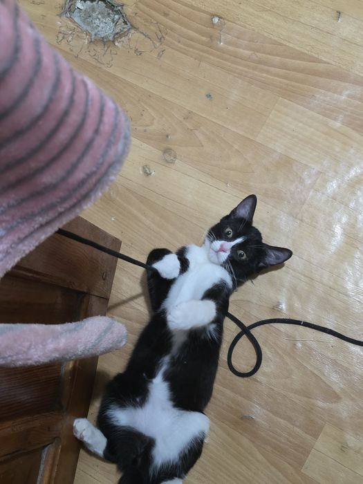 Отдам котёнка в хорошие руки