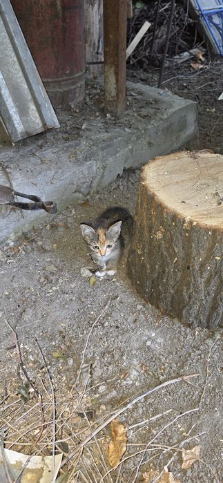 Трехцветный котенок