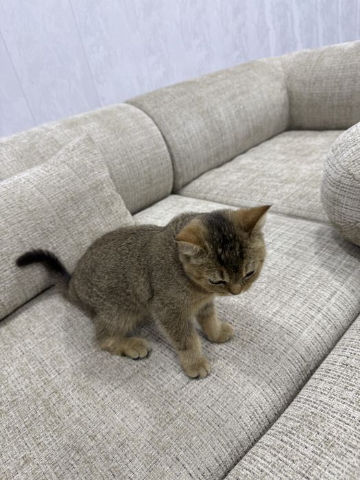 Британские шиншила келишилади