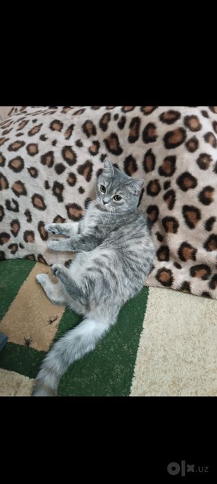 Кошка скотиш страйт