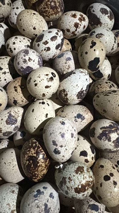 Бөдененің жұмыртқасы