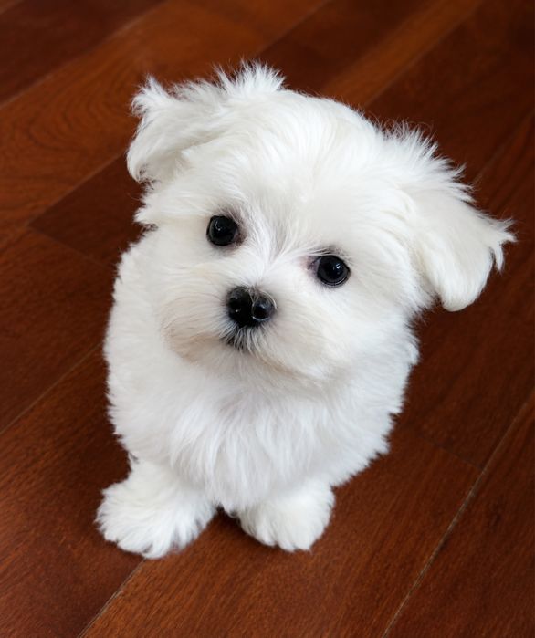 Bichon maltez mini toy